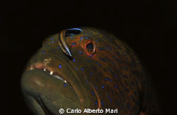 Blue spot Grouper by Carlo Alberto Mari 